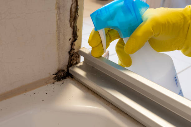Best Industrial Mold Remediation in Caddo Mills, TX