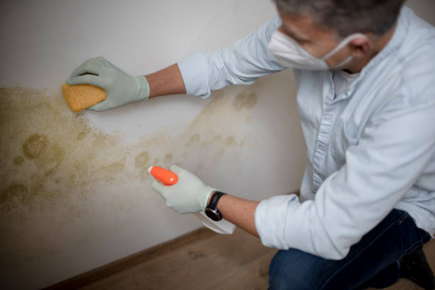 Best Health and Safety Mold Remediation in Caddo Mills, TX