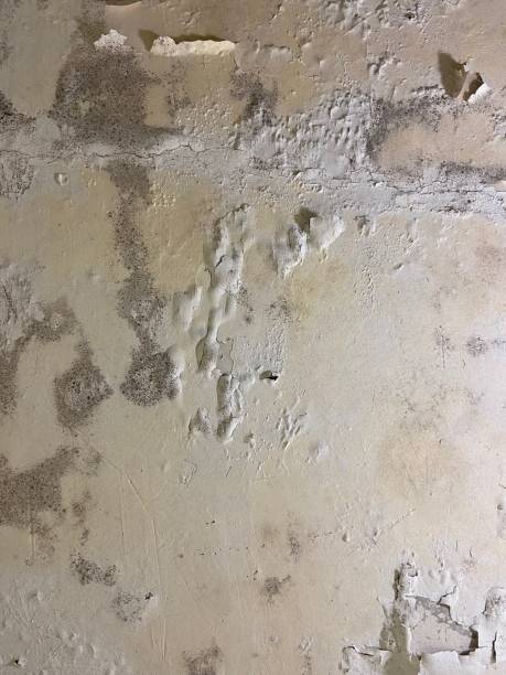 Caddo Mills, TX Mold Remediation Company