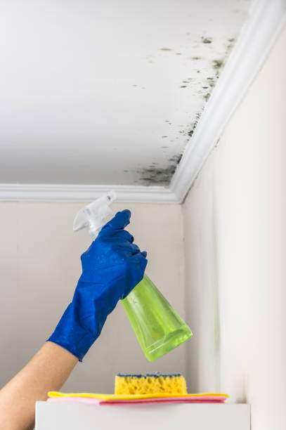 Best Localized Mold Remediation (e.g., coastal areas, humid climates) in Caddo Mills, TX