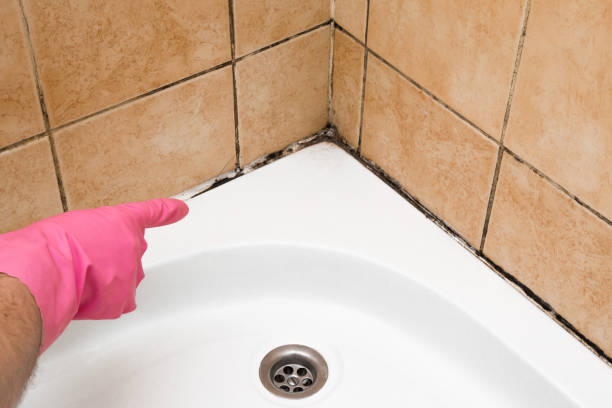 Best Localized Mold Remediation (e.g., coastal areas, humid climates) in Caddo Mills, TX