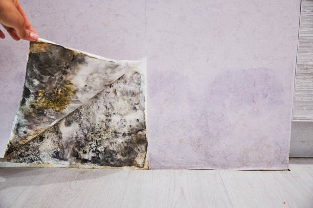 Best DIY Mold Remediation Support Services in Caddo Mills, TX